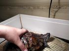 2 черепахи + аквариум, фильтр, нагреватель воды объявление продам