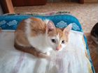 Кошки сибирские объявление продам