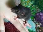 Крысы крысята грызуны Дамбо Рекс сиамы корм объявление продам
