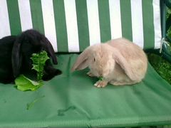 Кролики породы Французский баран, Калифо