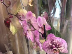 Комнатные орхидеи для дома и офиса