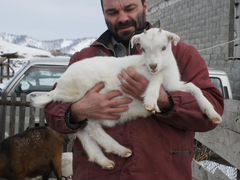 Козочки и козлята от высокоудойных коз