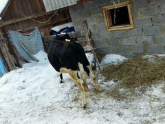 Продаю годовалый теленок (корова) черно белый круп