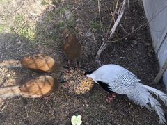 Инкубационное Яйцо серебристого фазана