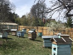 Пчелиные семьи и пчелиные домики