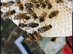 Нуклеусы для маток пчел