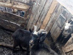 Козы молодые козы на мясо или на разведение 6 штук