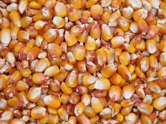 Пшеница Кукуруза Зерно в мешках