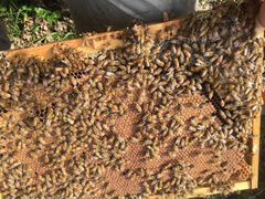 Матки пчелиные - кордован