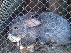 Кролики (самцы) 8 месяцев