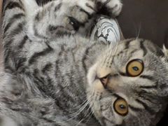 Скоттиш-страйт шотландские кот и кошка