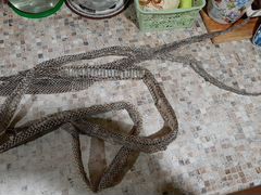 Змеиные выполски (линьки) кожа змеи