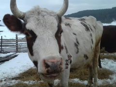 Продам корову Айширскую