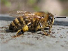 Пчелосемьи Карпатской породы