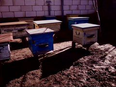Пчёла семьи