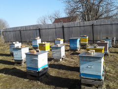 Продам зимовалые пчелосемьи