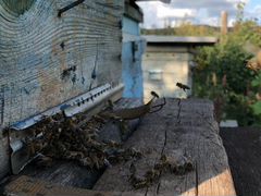 Ульи с пчёлами (корпуса, рамки)
