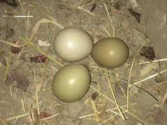 Яйцо охотничьего фазана