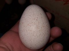 Инкубационные яйца индейки,гусей