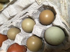 Яйца Фазан охотничий