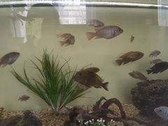 Цихлиды рыбки аквариумные