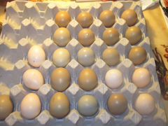 Яйца фазанов