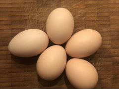 Инкубационные яйца курей породы Брама