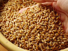 Пшеница цельная (30 кг)