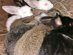 Кролики 3,5 месяца