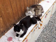 Кот и кошка