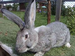 Продам кроликов породы "серый великан"