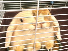 Кролики - барашки девочки сестренки