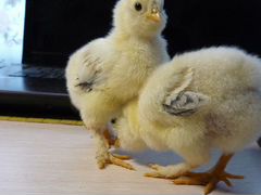 Цыплята - фавероль, голландские, сибрайты