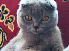 Шотланский кот на Вязку
