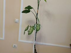 Комнатное растение Диффенбахия