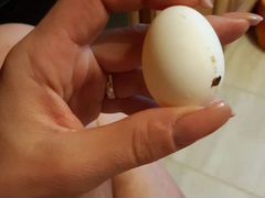 Яйцо попугая «Какаду»