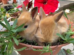 Декоративные (карликовые) кролики
