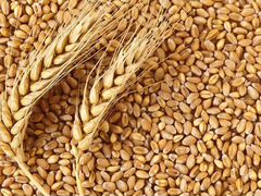 Пшеница, ячмень, Урожай 2020 года