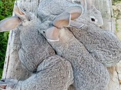Крольчата