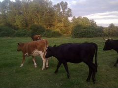 Корова и Телочки