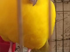Какарик- попугай с клеткой