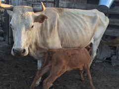 Корова с телёнком и телачка