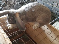 Кролик мальчик 15 месяцев