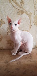 Продам котенка донского Сфинкса