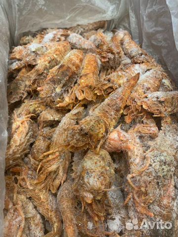 Краветка Медведка, размер средний, вылов 05.2021