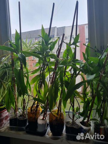 Золотой ус алое каланхое хлорофитум