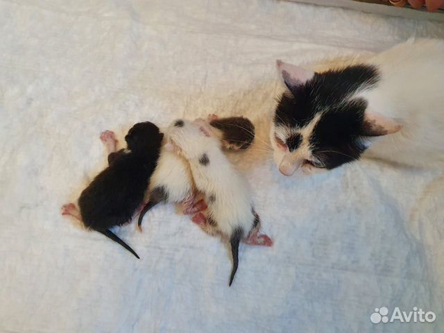 Кошечка и котята в добрые руки