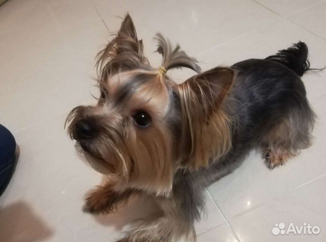 Йоркширский терьер вязка