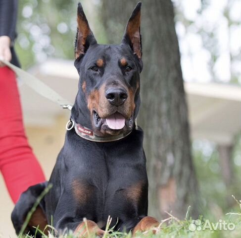 Вязка кобель добермана