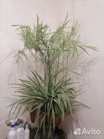 Хлорофитум (отростки)